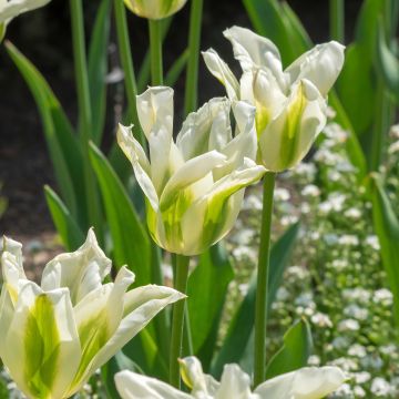 Tulipa Greenstar - Lily flowering Tulip