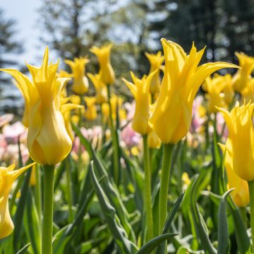 Tulipe Fleur De Lis West Point