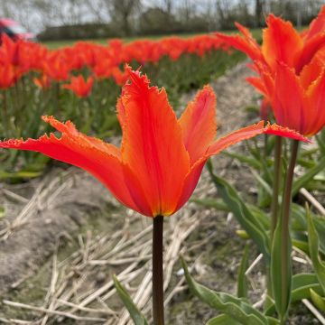 Tulipa 'Alexandrine'