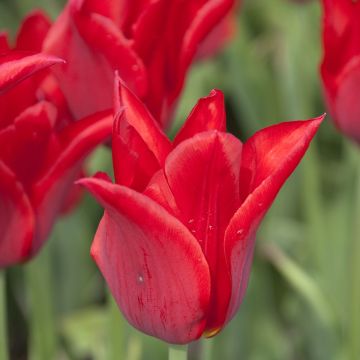 Tulipa 'Moneymaker'