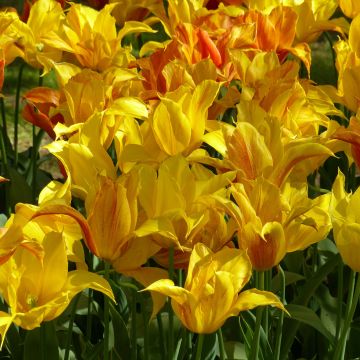 Tulipa Vendee Globe - Lily flowering Tulip