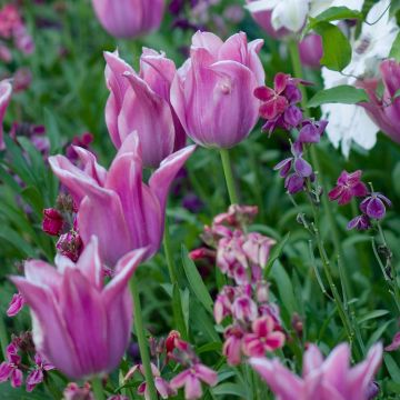Tulipa Ballade - Lily flowering Tulip