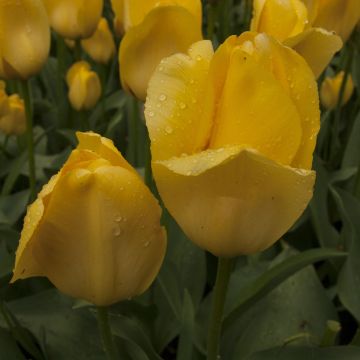 Tulipa 'Golden Girl'
