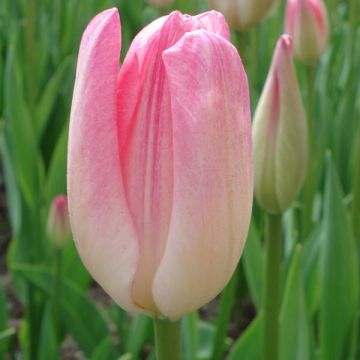 Tulipa 'Hatsuzakura'