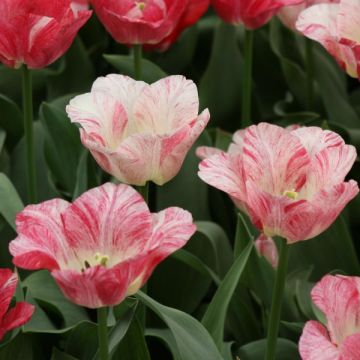 Tulipa Hemisphere - Triumph Tulip