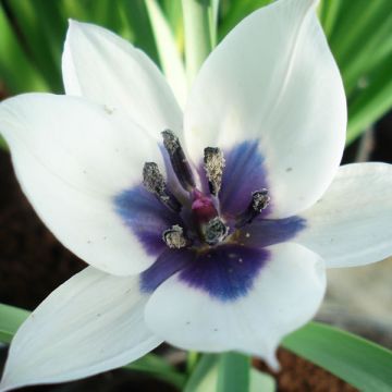 Tulipa Albocaerula Oculata Group