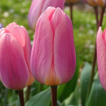 Tulipa 'Light and Dreamy'