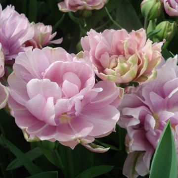 Tulipa Ice Age - Double Late Tulip