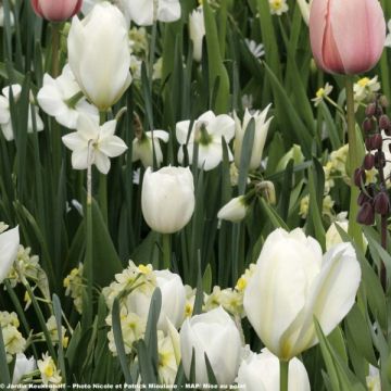 Tulipa 'Inzell'