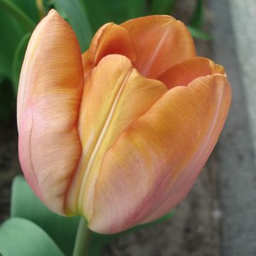 Tulipa Malaika - Lily flowering Tulip