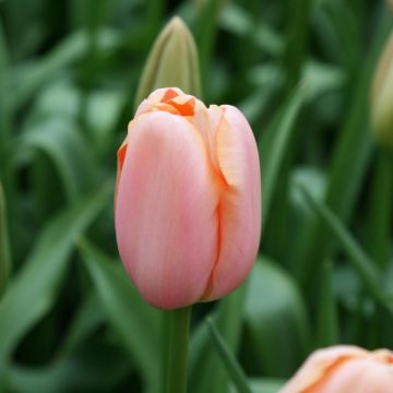 Tulipa Menton - Early simple Tulip