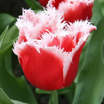 Tulipa New Santa - Fringed Tulip