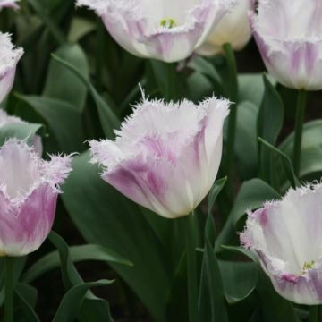 Tulipa crispa 'Oviedo'