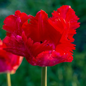 Tulipa Exotic Parrot - Parrot Tulip