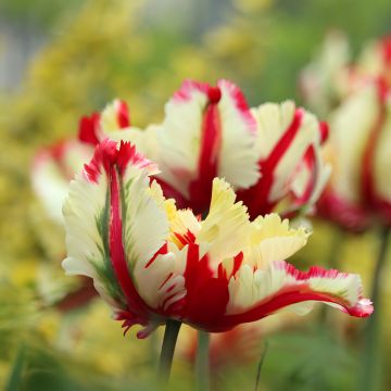 Tulipe Perroquet double Flaming Parrot