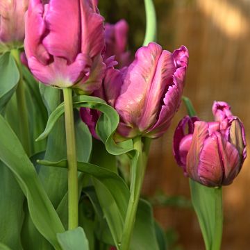 Tulipe Perroquet Negrita Parrot