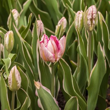 Tulipa 'Silver Parrot'