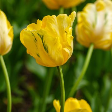 Tulipa Yellow Sun - Parrot Tulip