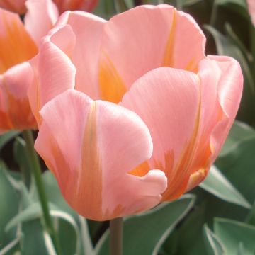 Tulipa Pretty Princess