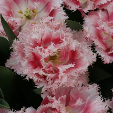 Tulipa crispa Queensland - Fringed Tulip