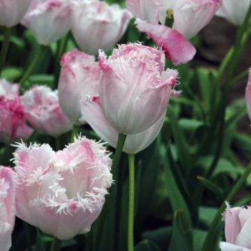 Tulipa Santander - Fringed Tulip