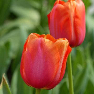 Tulipa Avignon