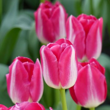 Tulipa Amsterdam - Triumph Tulip