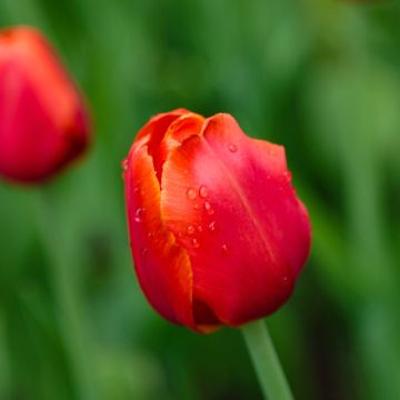 Tulipa 'Annie Schilder'