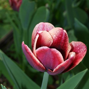 Tulipa Arabian Mystery - Triumph Tulip