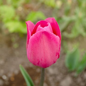 Tulipa Barcelona