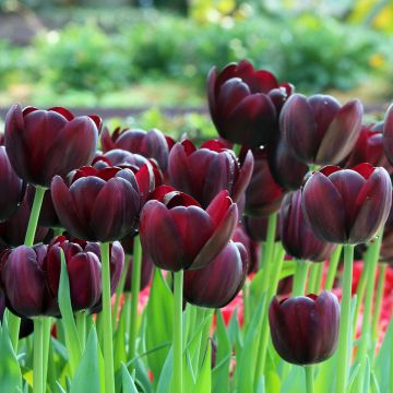 Tulipe Triomphe Black Jack