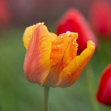 Tulipa Cairo