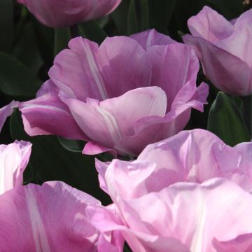 Tulipa 'Carré'