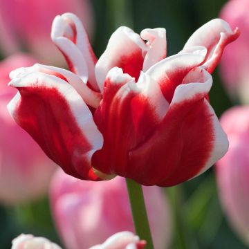 Tulipa Triumph Elegant Crown