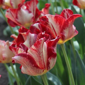 Tulipa 'Flaming Crown'
