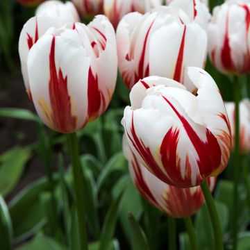 Tulipa Happy Generation - Triumph Tulip