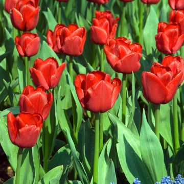 Tulipa 'Ile de France'