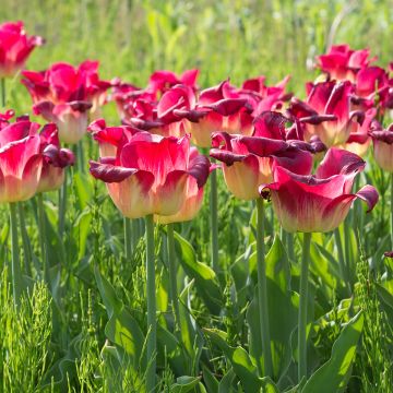 Tulipa Match - Triumph Tulip