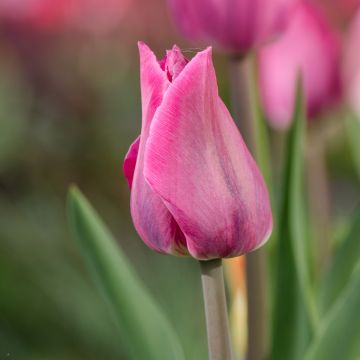 Tulipa Mistress - Triumph Tulip