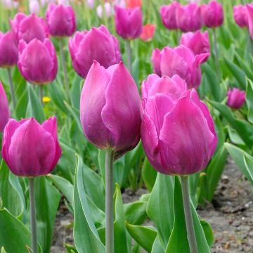 Tulipa Purple Flag - Triumph Tulip