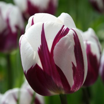 Tulipa Triumph Rem's Favourite (Zurel)