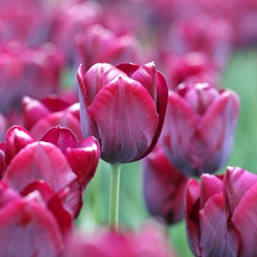 Tulipa Ronaldo - Triumph Tulip