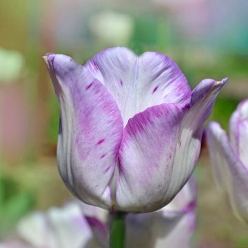 Tulipa Shirley - Triumph Tulip