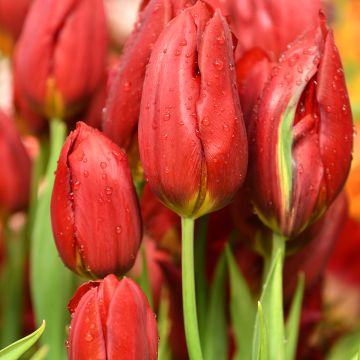 Tulipe Triomphe Strong Love