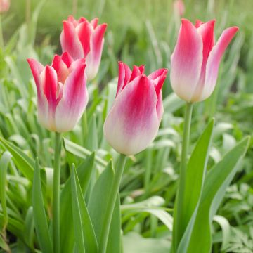 Tulipa Whispering Dream - Triumph Tulip