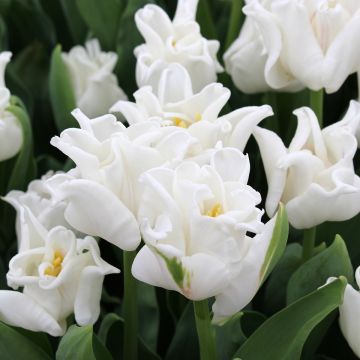 Tulipa White Liberstar - Triumph Tulip