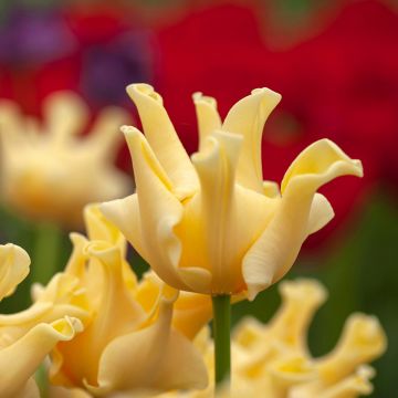Tulipa Yellow Crown - Triumph Tulip