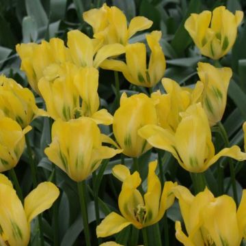 Tulipe Viridiflora Yellow Spring Green