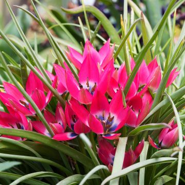 Tulipa hageri Little Beauty