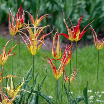 Tulipa acuminata 